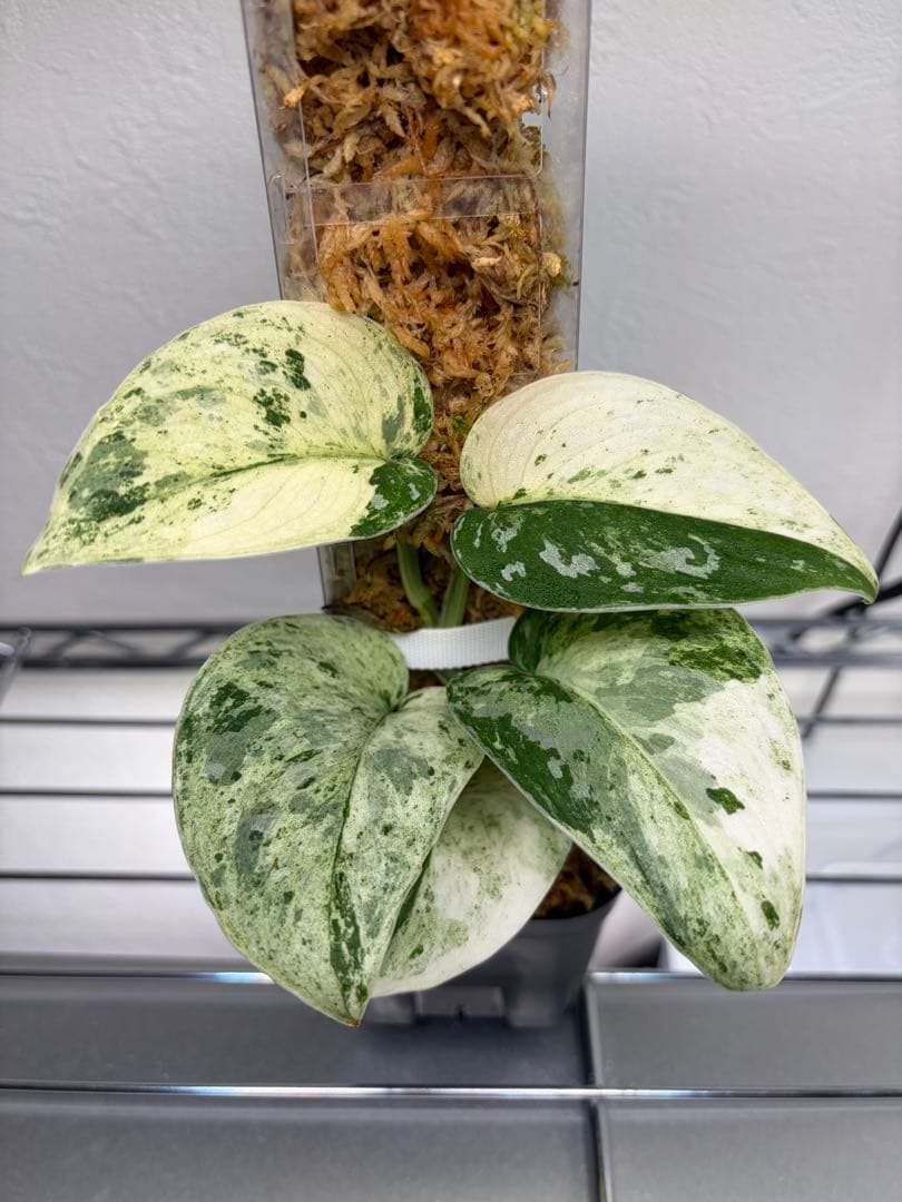 その他観葉植物 scindapsus permata