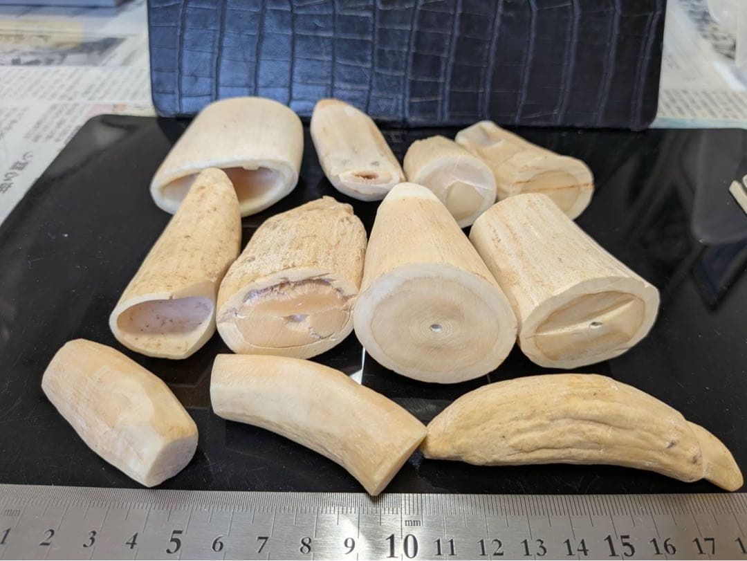 マッコウクジラの歯