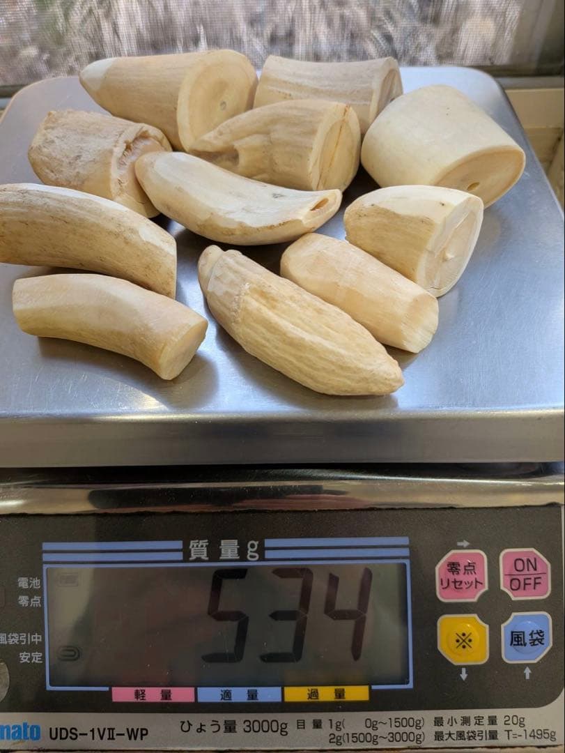 マッコウクジラの歯