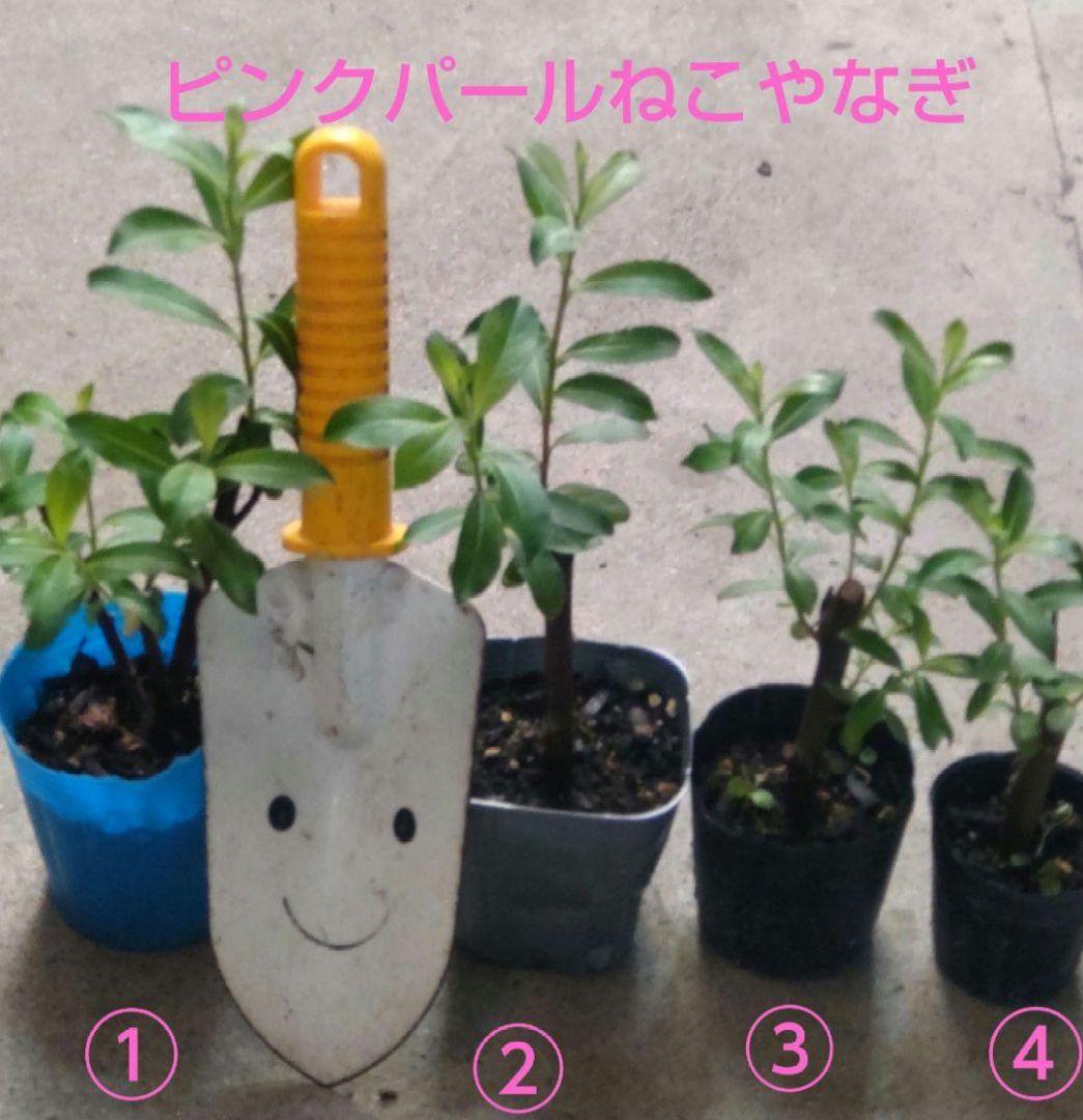 ピンクパールねこやなぎ♡抜き苗②