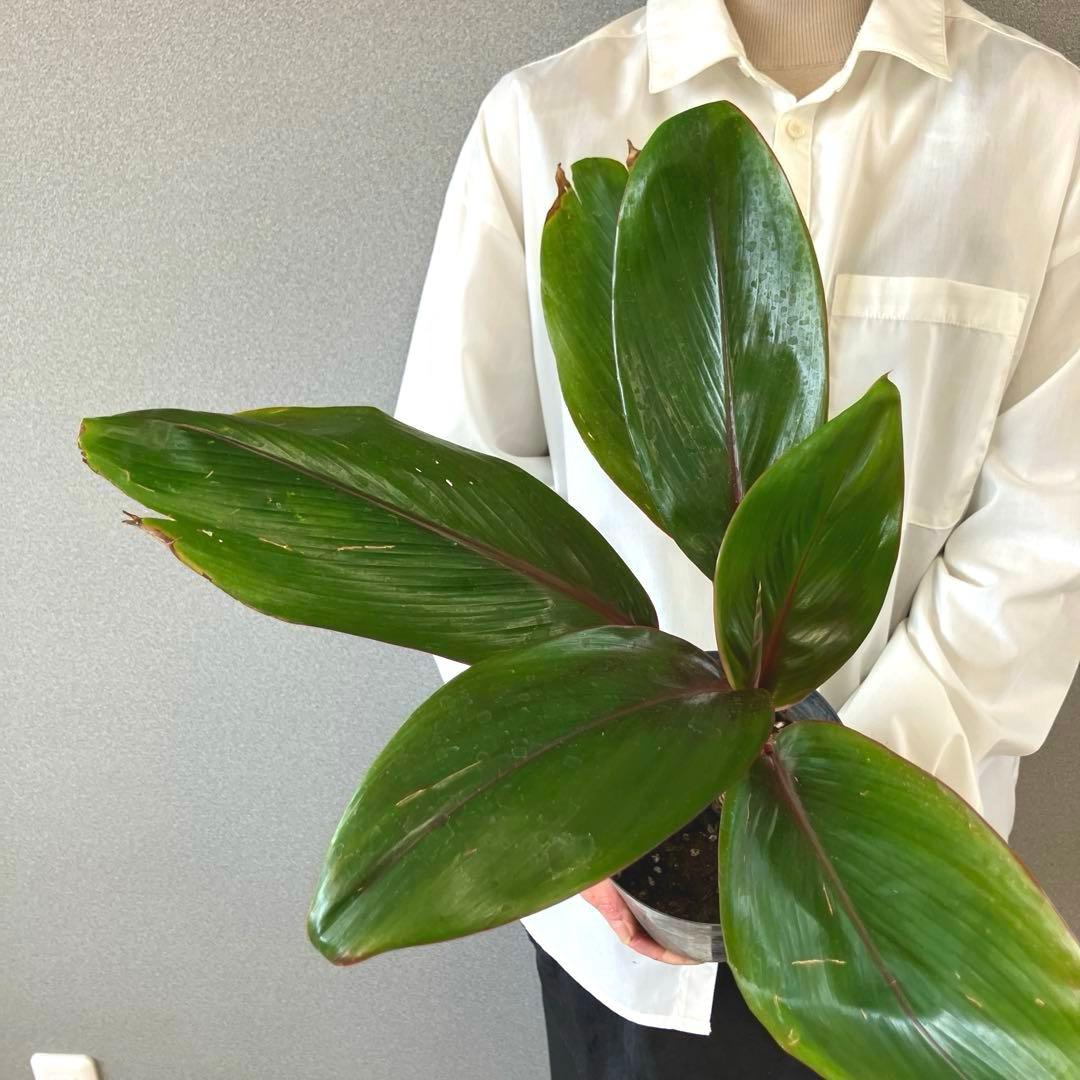 超希少❗️コルジリネ　ハンサム✨