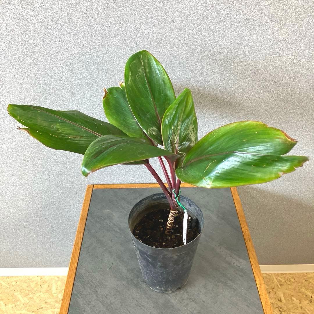 超希少❗️コルジリネ　ハンサム✨