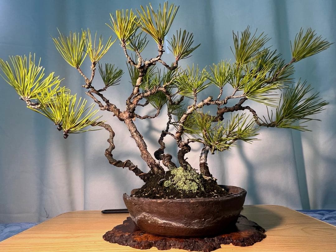 黒松　古木　寄せ植え