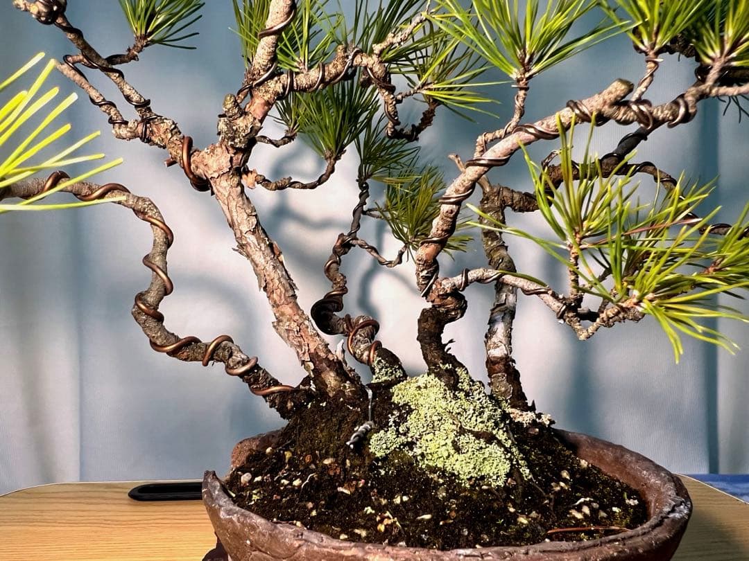 黒松　古木　寄せ植え