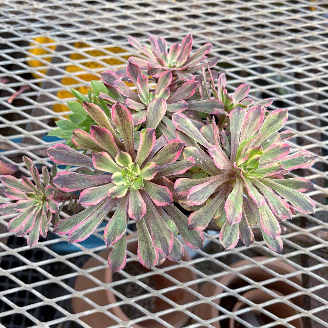 アエオニウム　ピンクディジー　極上花顔株‼️抜き苗　多肉植物