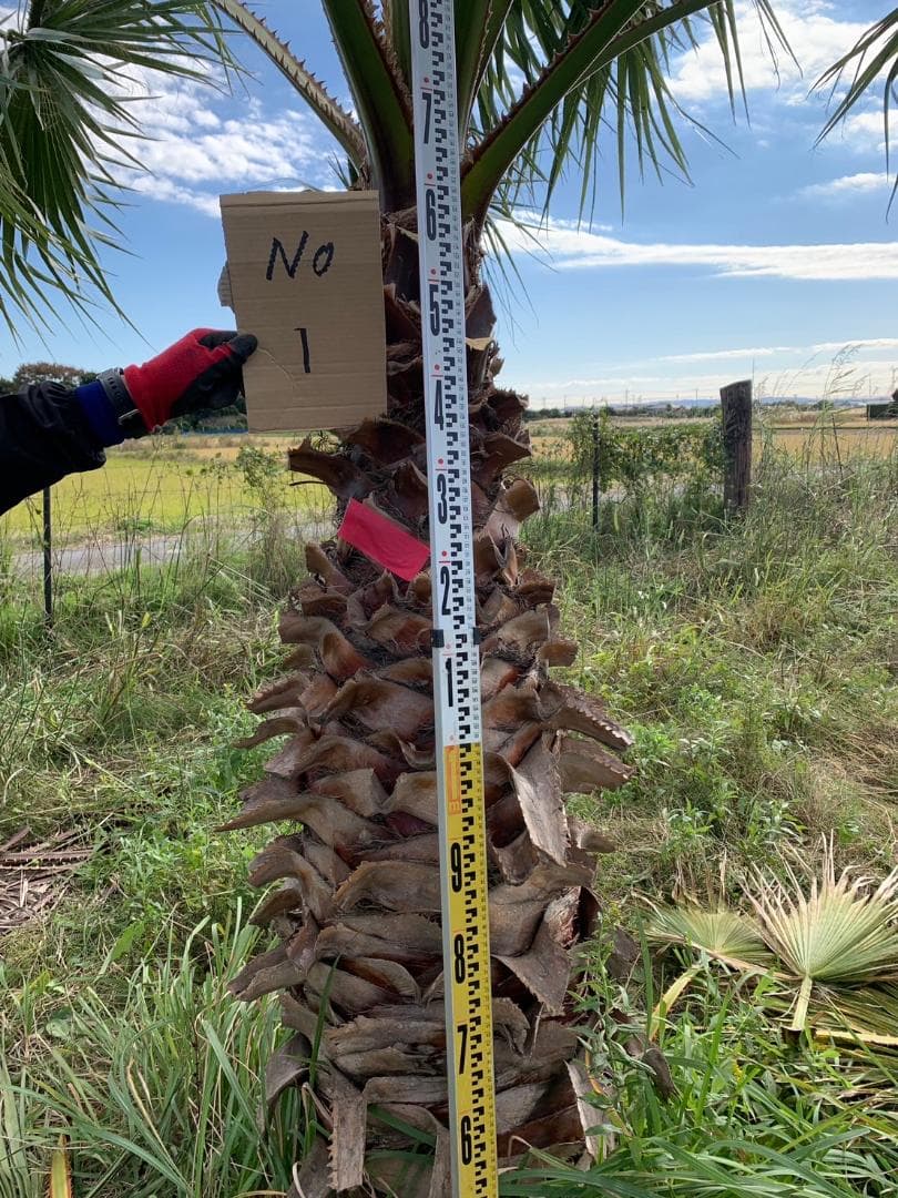 ❶ワシントンヤシ★引取限定★幹高1m50