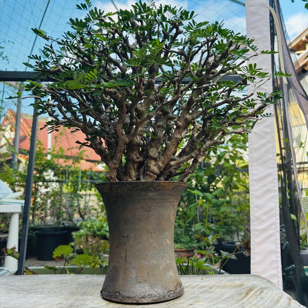 【コレクション株】 標本株 センナメリディオナリス 現地株 全A面 現地球 灌木