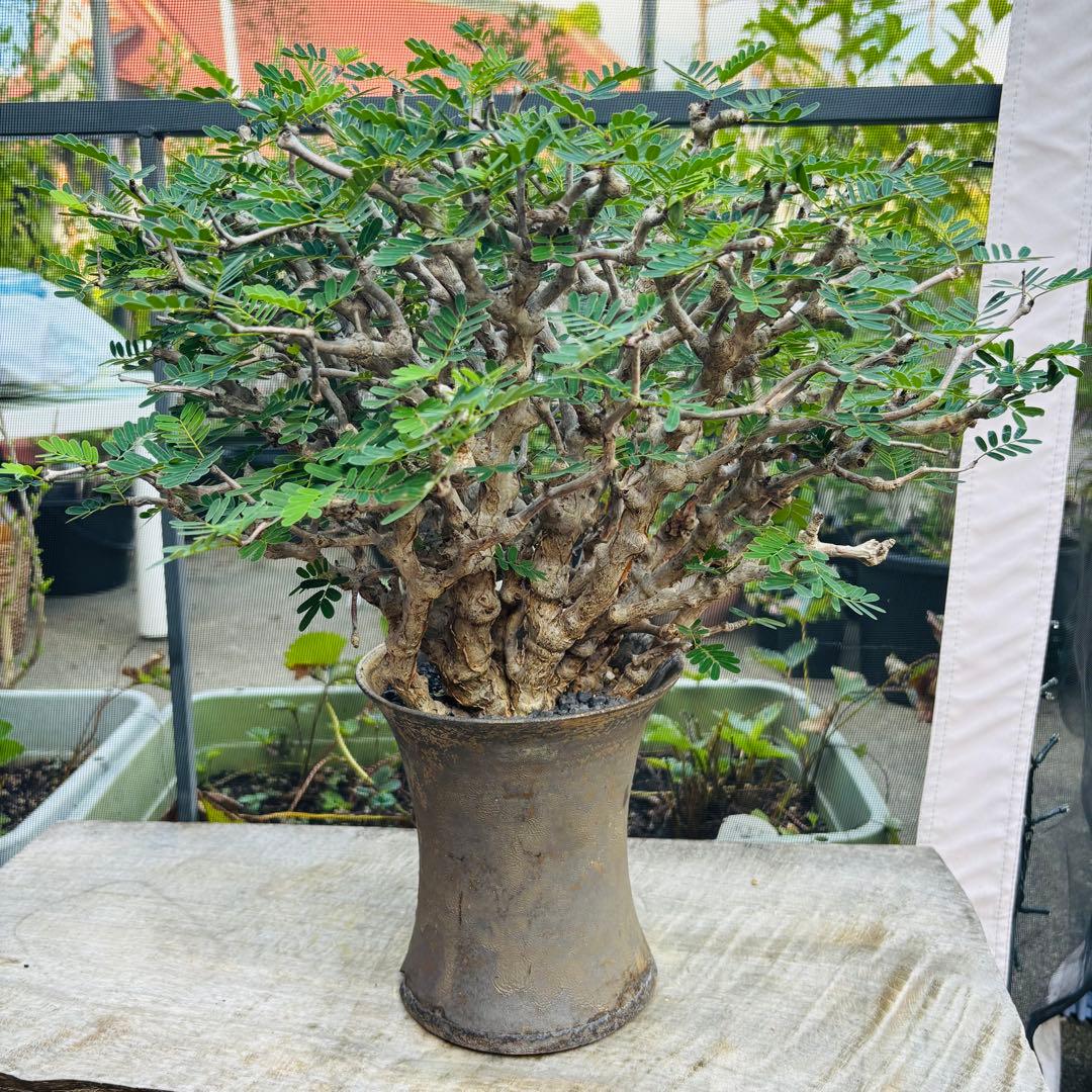 【コレクション株】 標本株 センナメリディオナリス 現地株 全A面 現地球 灌木