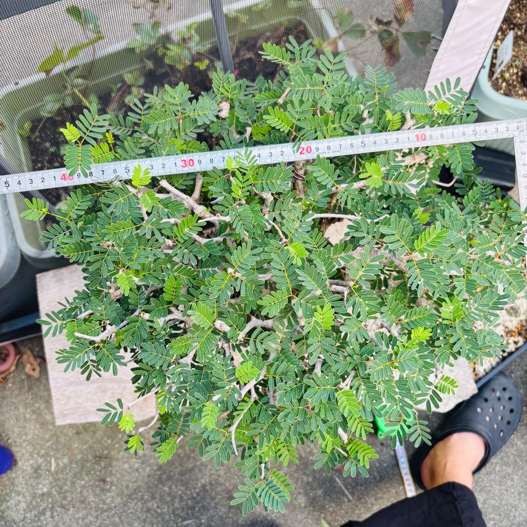 【コレクション株】 標本株 センナメリディオナリス 現地株 全A面 現地球 灌木