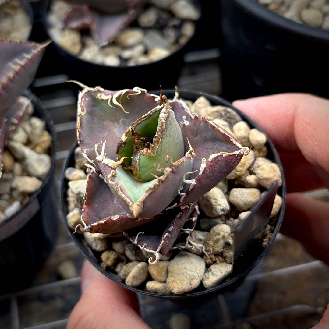 【植物野郎】アガベ オテロイ 実生株 セット