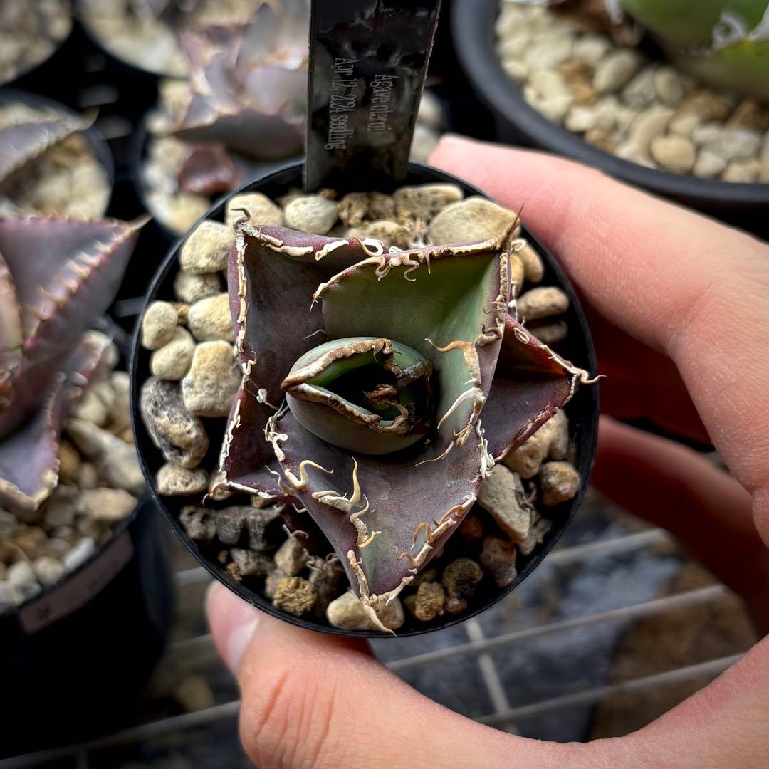 【植物野郎】アガベ オテロイ 実生株 セット