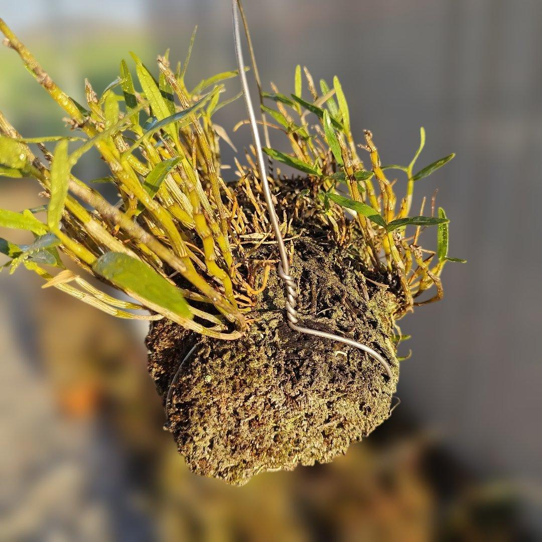 セッコク 富貴蘭 株分け前 ほかにもあります