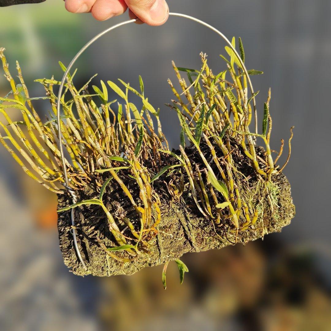 セッコク 富貴蘭 株分け前 ほかにもあります