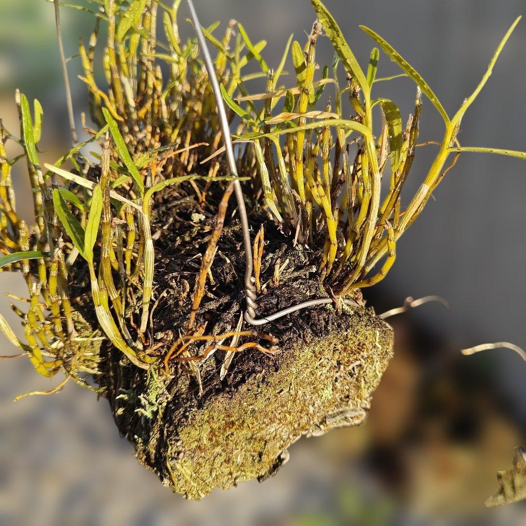 セッコク 富貴蘭 株分け前 ほかにもあります