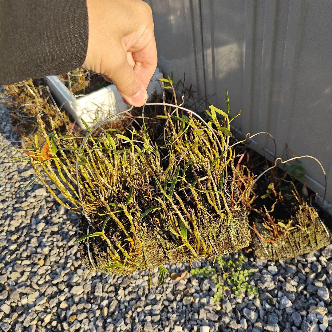 セッコク 富貴蘭 株分け前 ほかにもあります