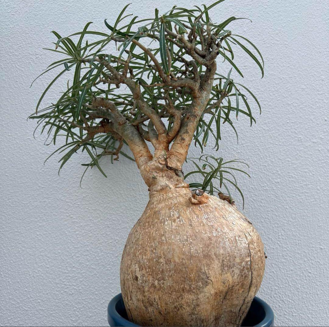 超大株 アデニウム　ソマレンセ　発根済み　現地球　おまけ　種子付き