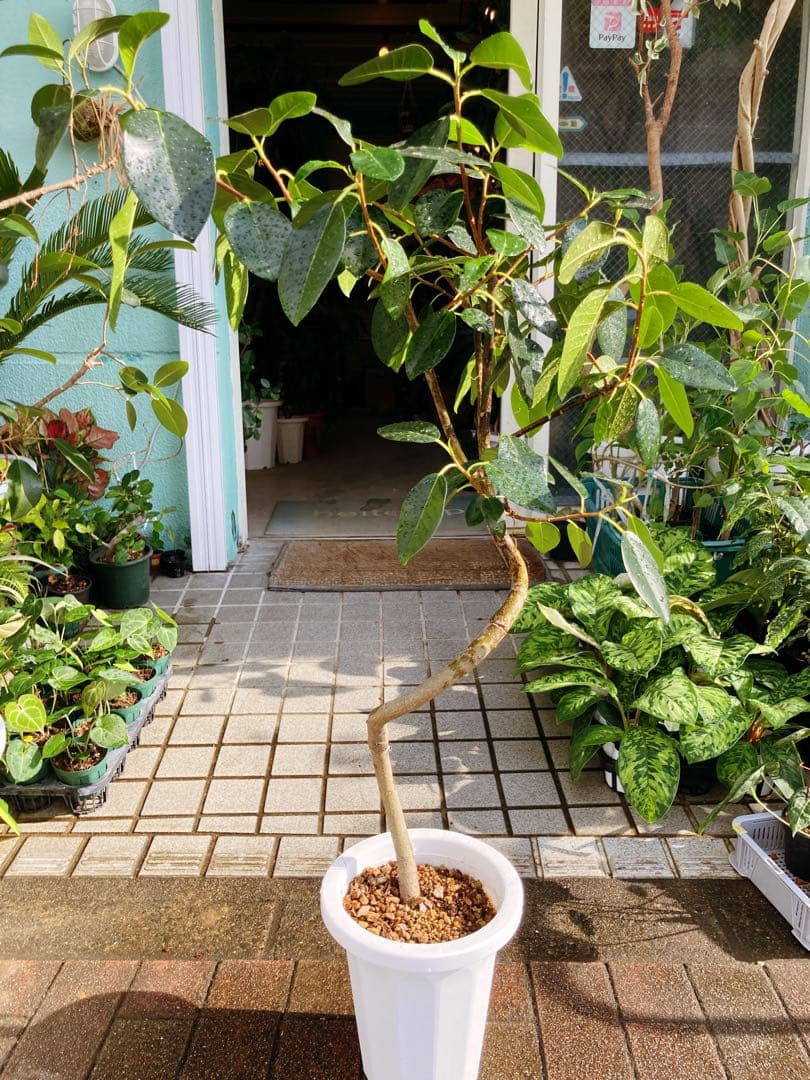 フィカス　ルビギノーサ　(フランスゴム) 曲がり仕立て　送料無料