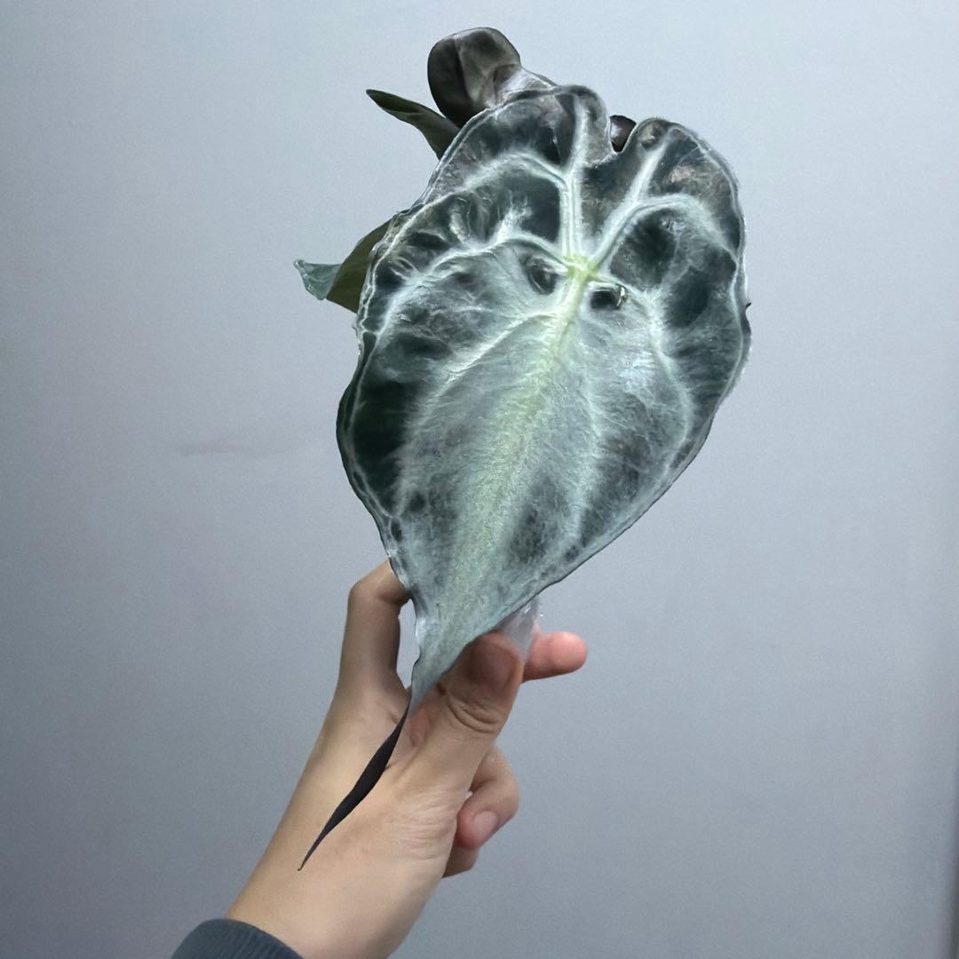アロカシア ヴェノム Alocasia 'Venom' 管理番号s221