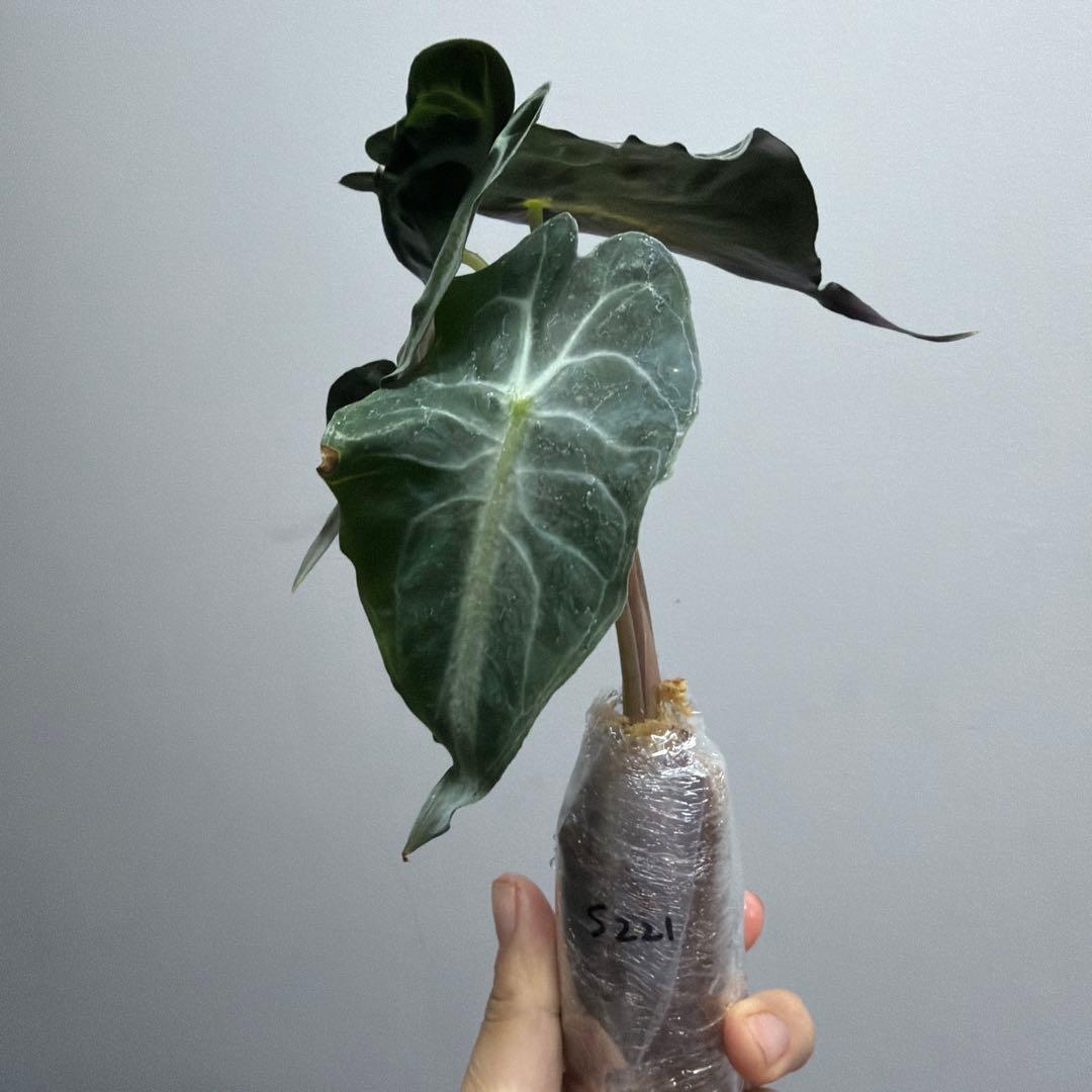 アロカシア ヴェノム Alocasia 'Venom' 管理番号s221