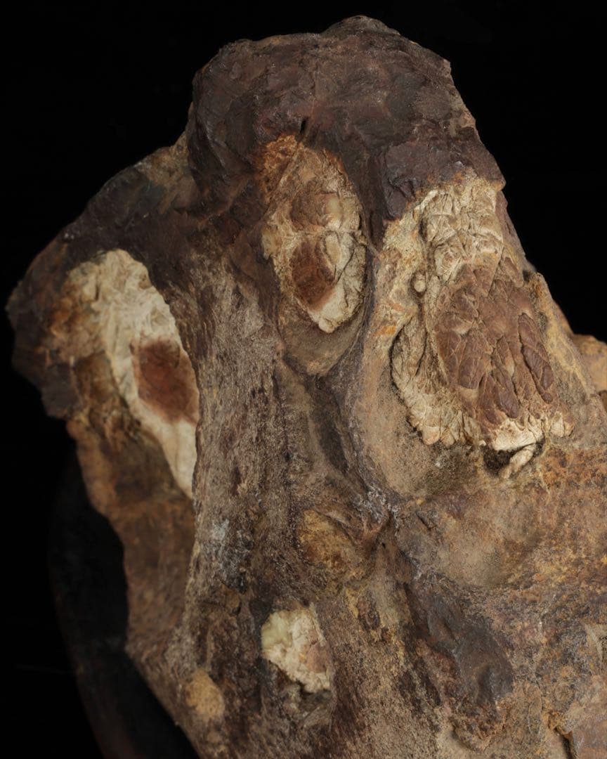 菊花石 花紋石 台座付 3.6kg 鑑賞石 原石 自然石 美石 水石 盆石 飾石