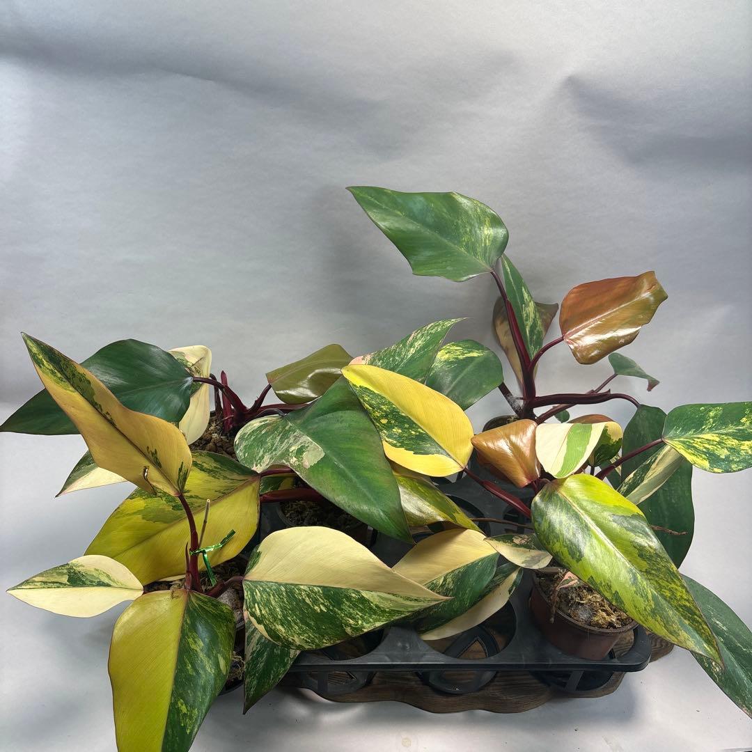 ５株セットms83フィロデンドロン ストロベリー シェイク