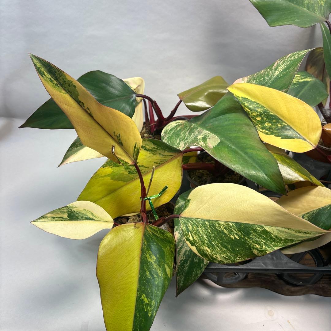 ５株セットms83フィロデンドロン ストロベリー シェイク