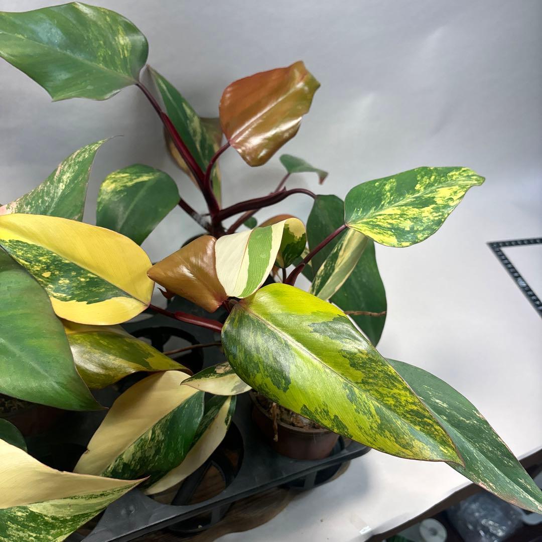 ５株セットms83フィロデンドロン ストロベリー シェイク