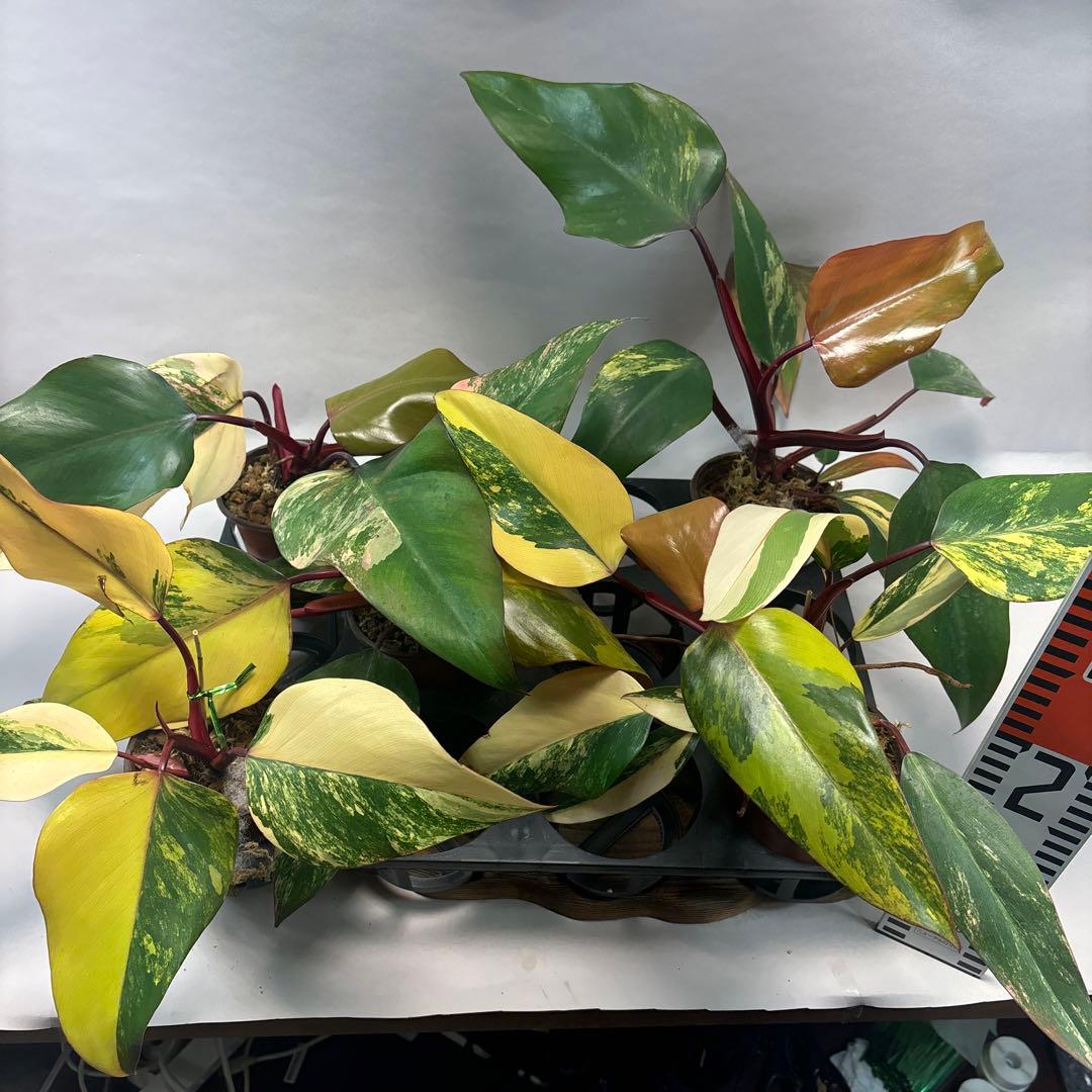 ５株セットms83フィロデンドロン ストロベリー シェイク