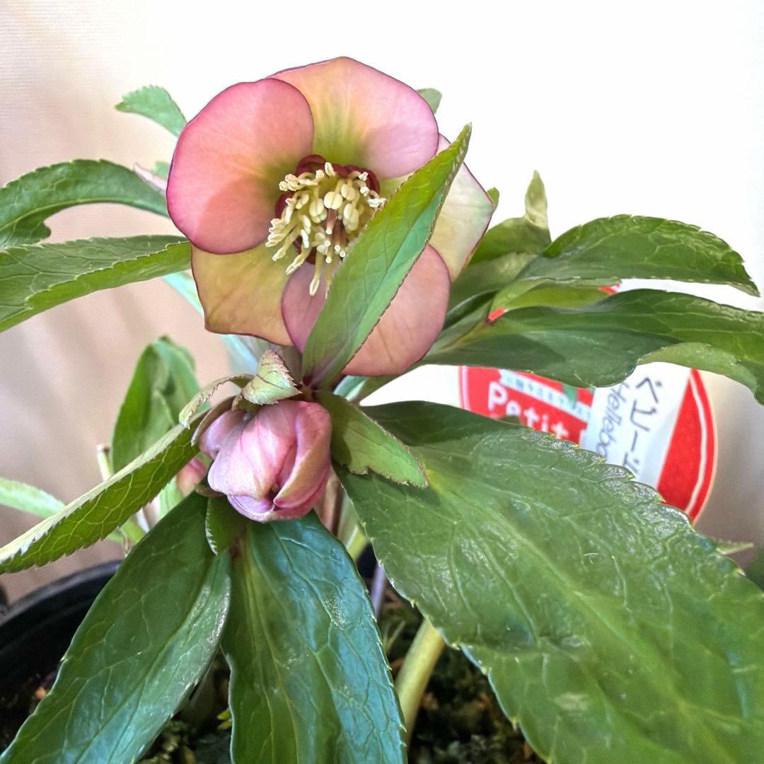 【横山園芸】クリスマスローズ ベビードール《1/5》