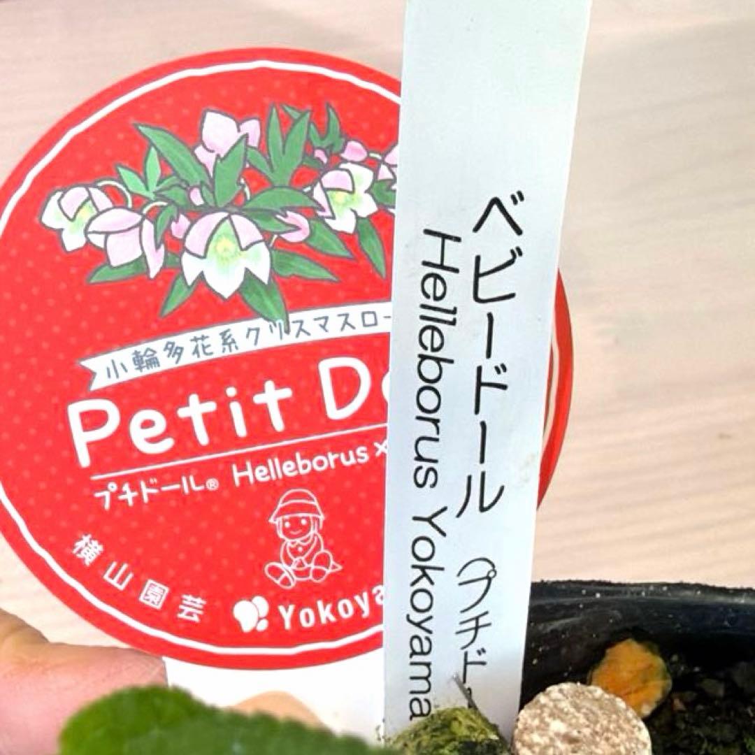 【横山園芸】クリスマスローズ ベビードール《1/5》