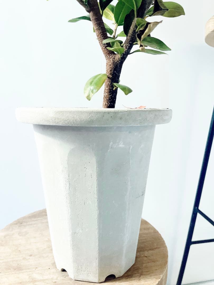 希少 ガジュマル ベビーリーフ 7号鉢 観葉植物 calm cafe