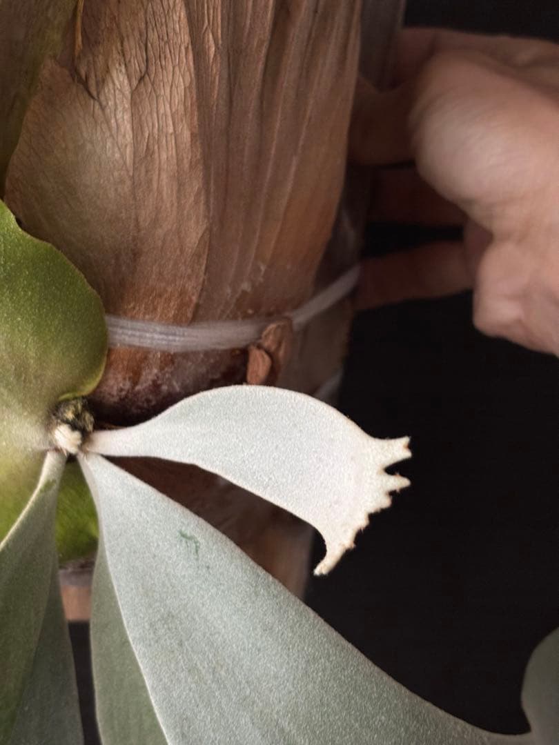 P. willinckii 'White Dress' 大株 現品 ビカクシダ