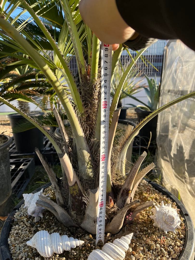 ココスヤシ　シルバーリーフ　145cm