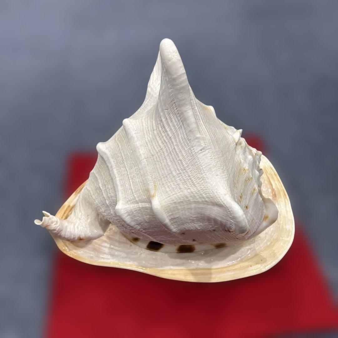 古代桃色法螺貝（ピンク貝）法螺貝　ほら貝　 ホラガイコンク貝笛