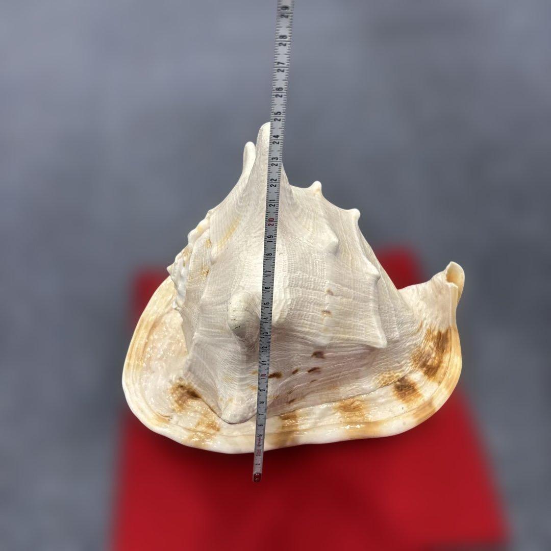 古代桃色法螺貝（ピンク貝）法螺貝　ほら貝　 ホラガイコンク貝笛