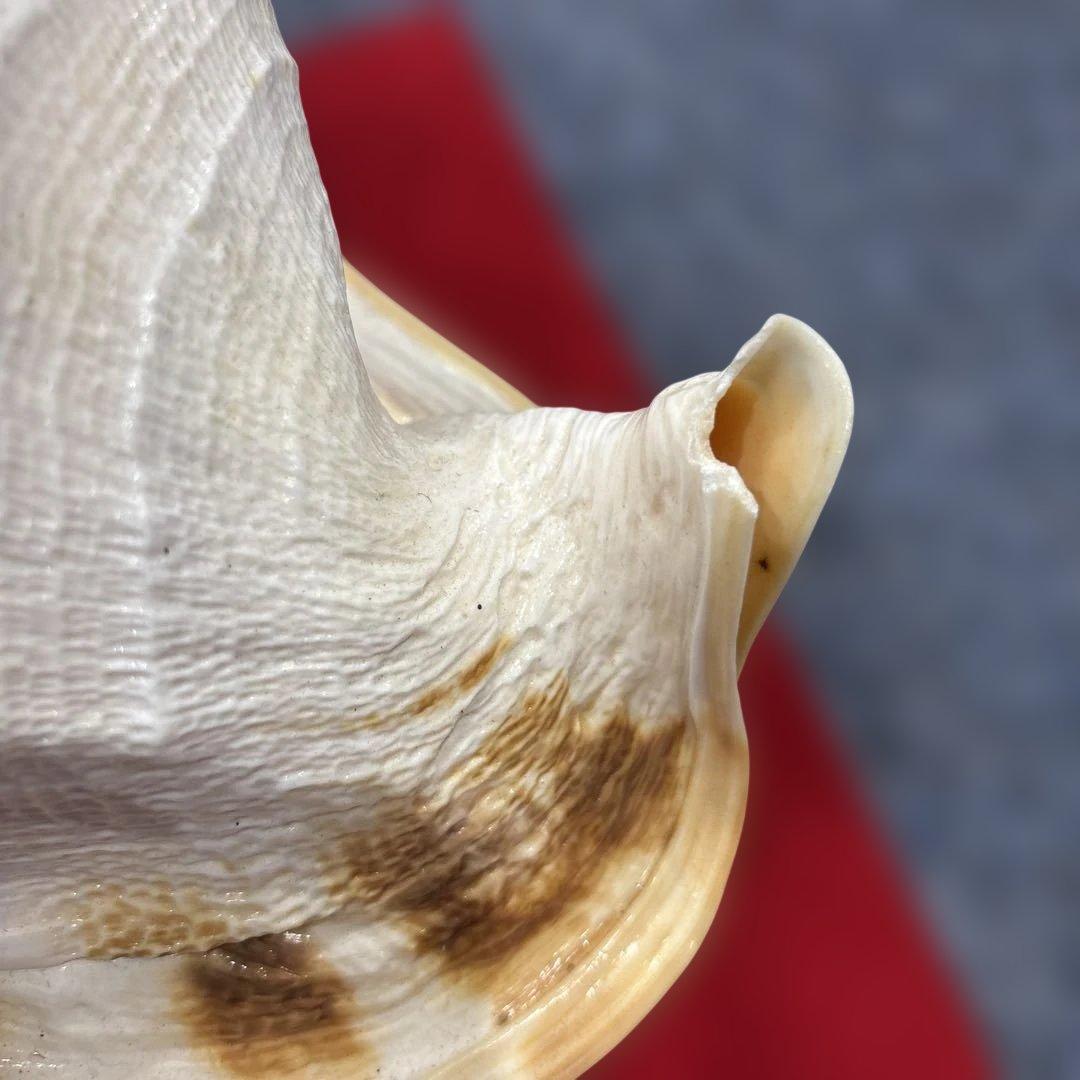 古代桃色法螺貝（ピンク貝）法螺貝　ほら貝　 ホラガイコンク貝笛