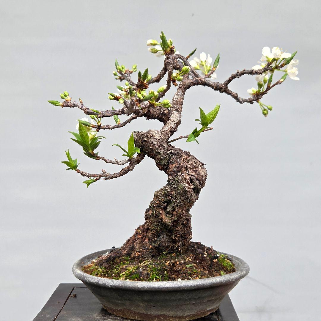 すもも　[模様木]　貴風盆栽