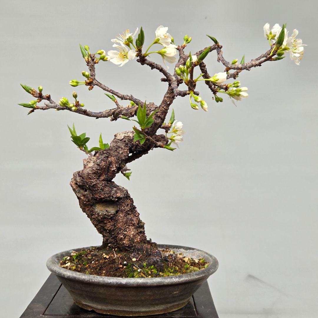 すもも　[模様木]　貴風盆栽