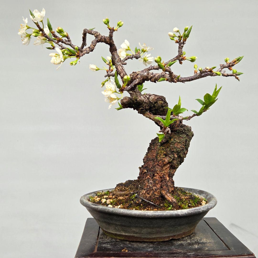 すもも　[模様木]　貴風盆栽