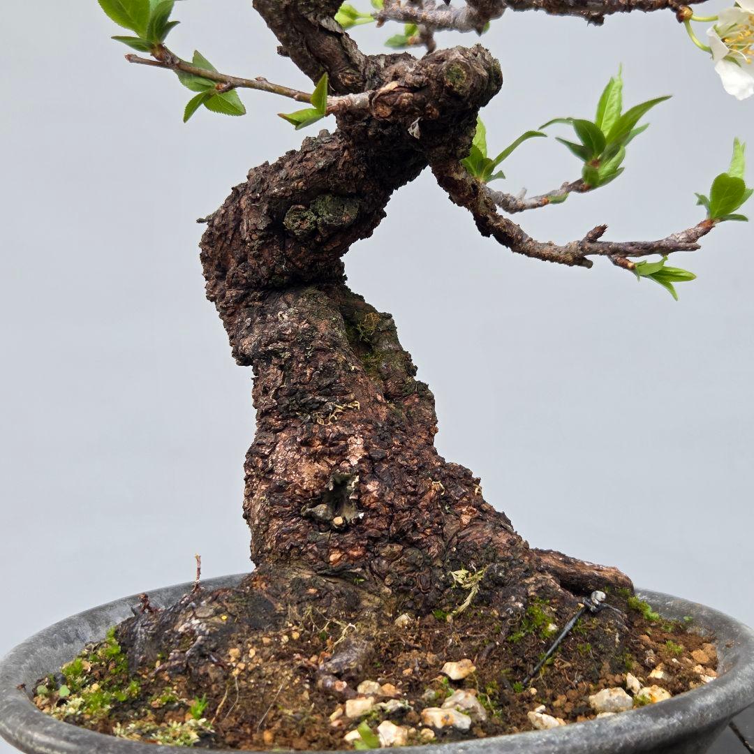 すもも　[模様木]　貴風盆栽