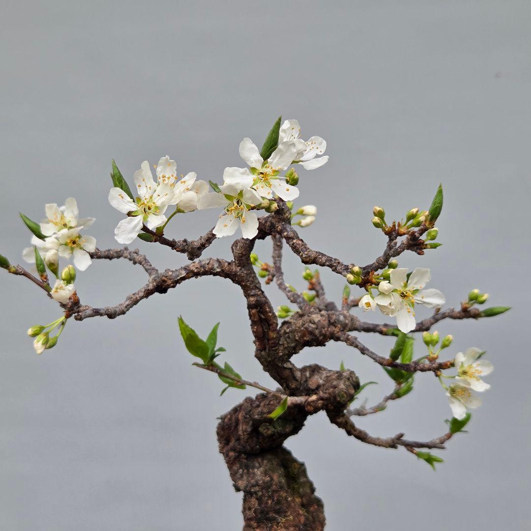 すもも　[模様木]　貴風盆栽