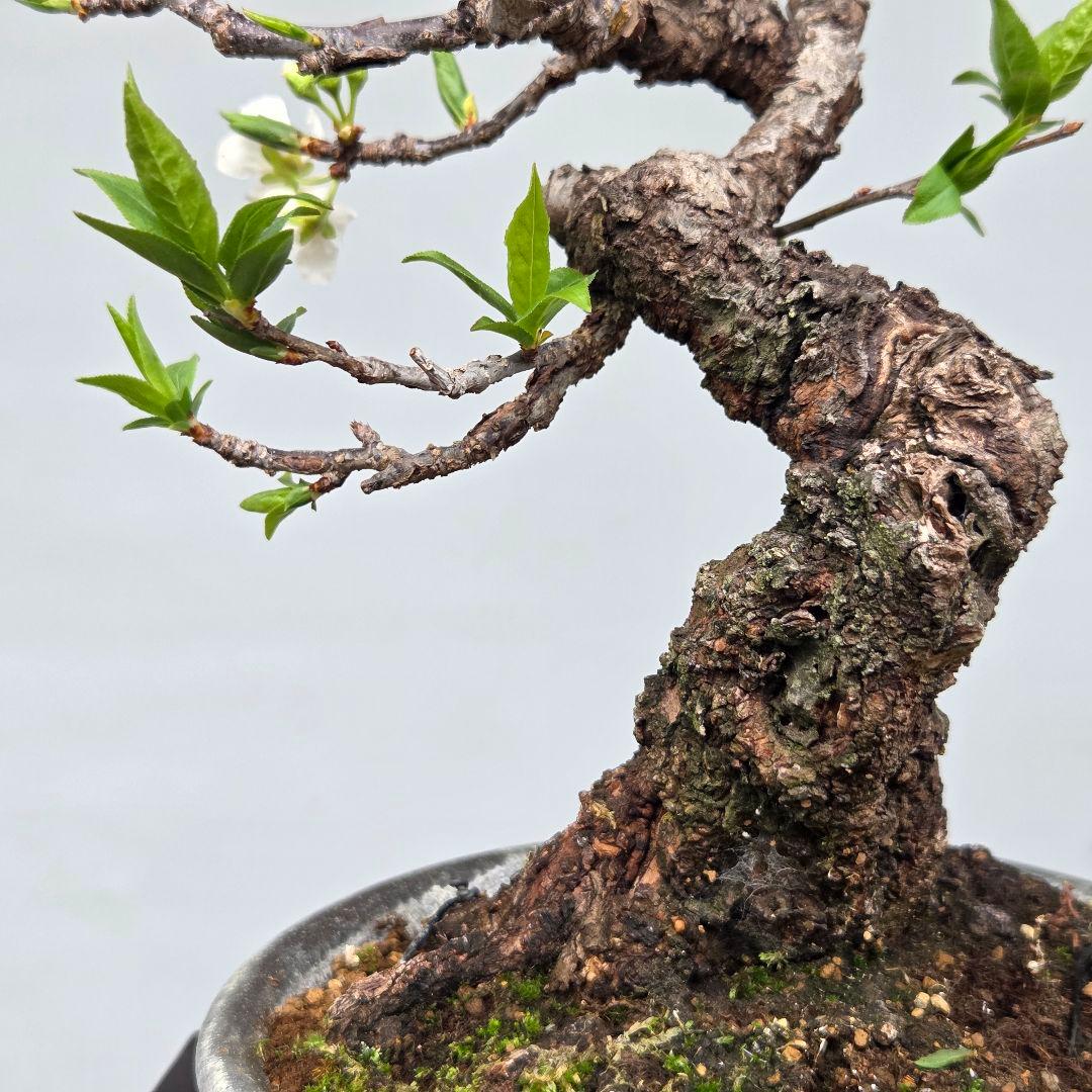 すもも　[模様木]　貴風盆栽
