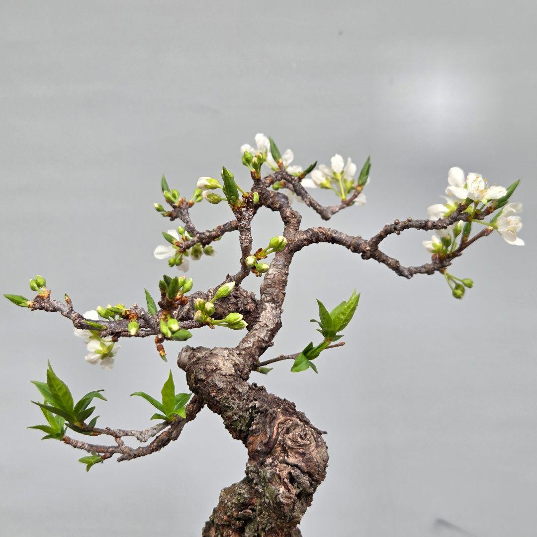 すもも　[模様木]　貴風盆栽