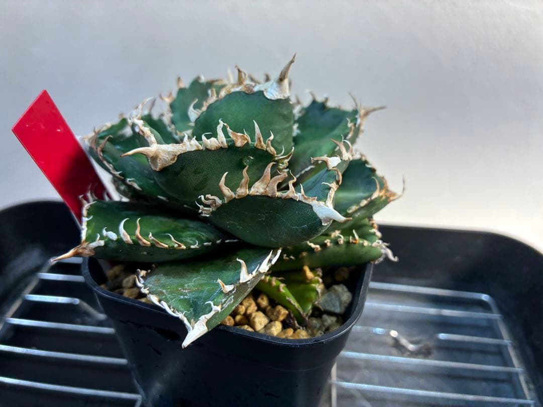 アガベ チタノタ 金剛 キングコング強棘 優良株