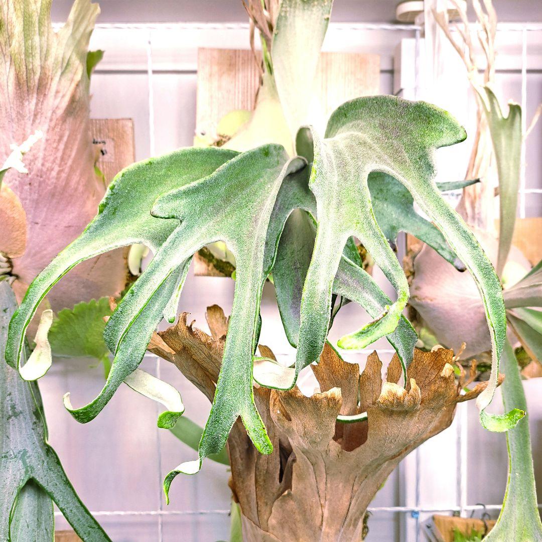 P.veitchii sp. sporeling TIP#11 株分け