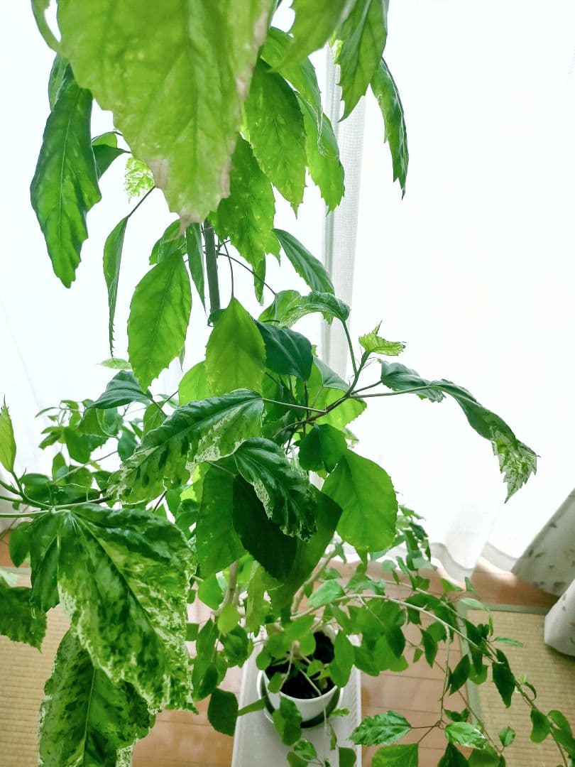 激レア❗️【手渡し・配送は要相談】斑入り観葉植物 フィカス・アスペラ・パーセリー