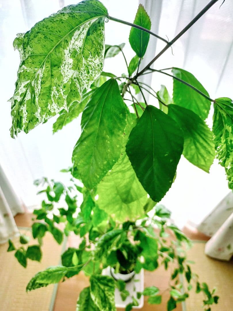 激レア❗️【手渡し・配送は要相談】斑入り観葉植物 フィカス・アスペラ・パーセリー