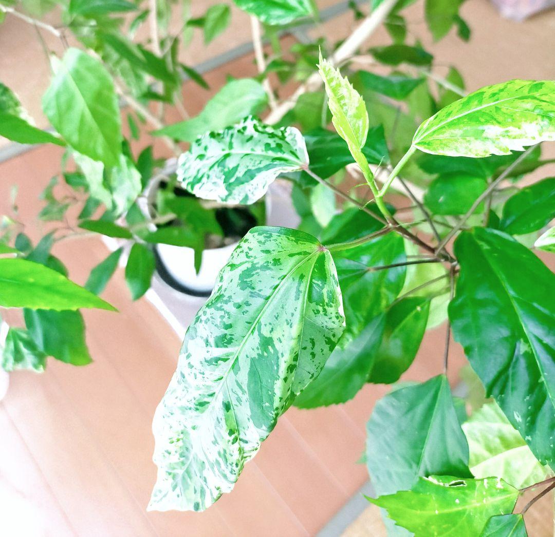 激レア❗️【手渡し・配送は要相談】斑入り観葉植物 フィカス・アスペラ・パーセリー