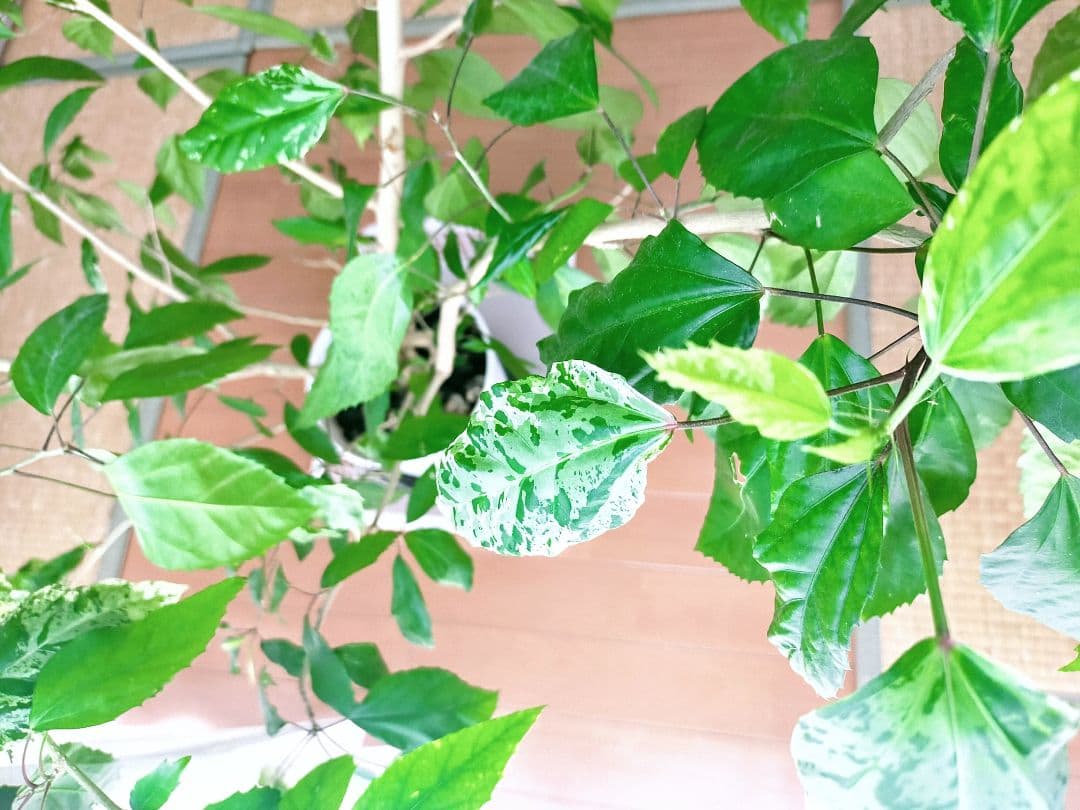 激レア❗️【手渡し・配送は要相談】斑入り観葉植物 フィカス・アスペラ・パーセリー