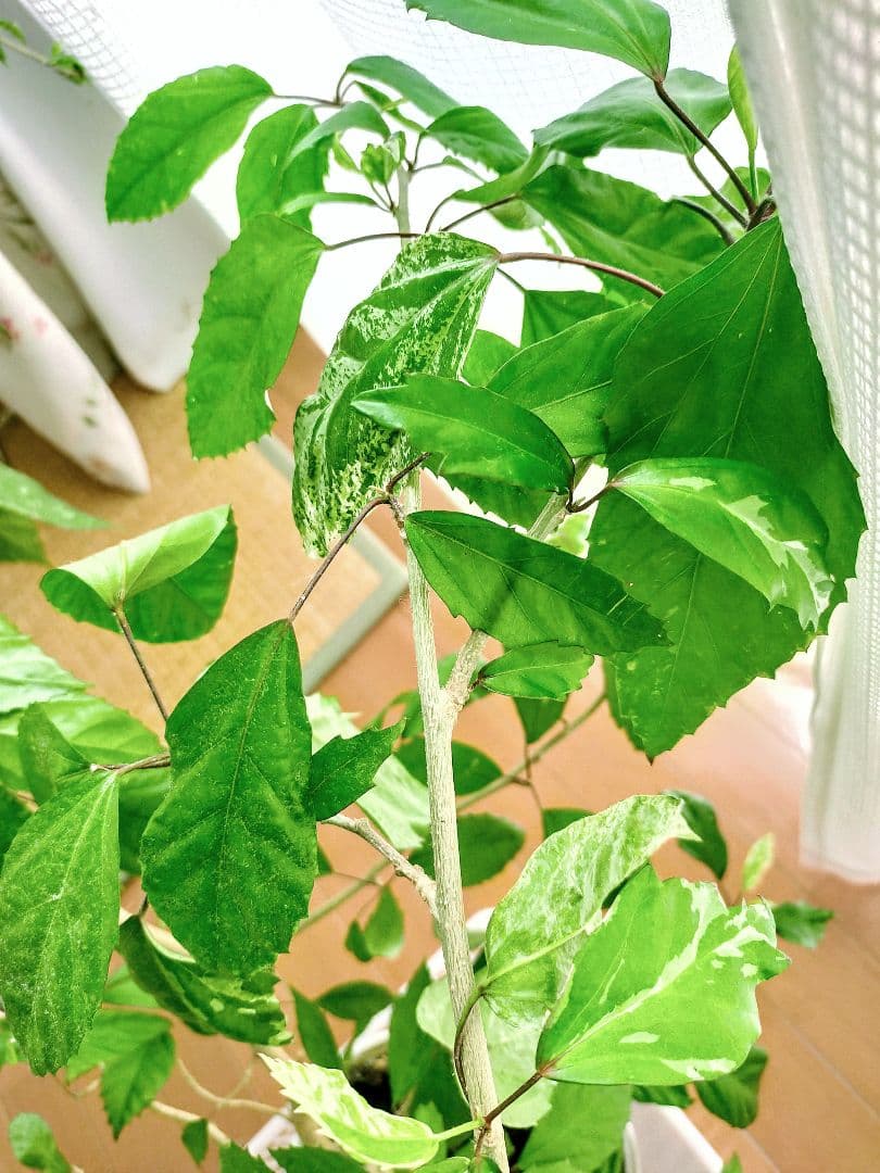 激レア❗️【手渡し・配送は要相談】斑入り観葉植物 フィカス・アスペラ・パーセリー